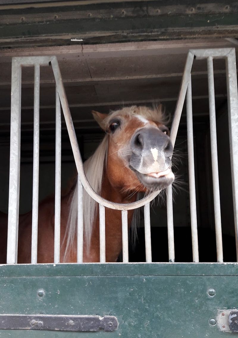 Een pony kijkt nieuwsgierig door de spijlen van zijn box