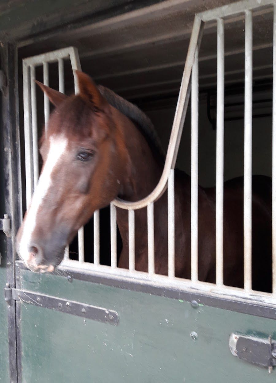 Een paard kijkt over de groene staldeur