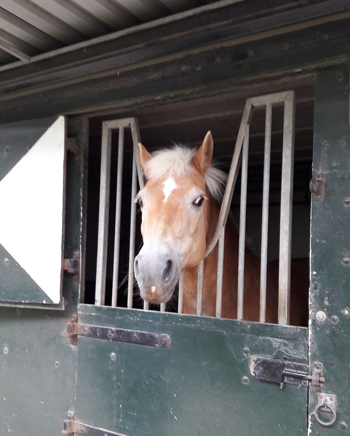 Een blonde pony kijkt uit zijn groene staldeur