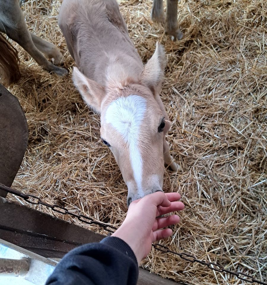 Een veulen in het stro snuffelt aan een hand