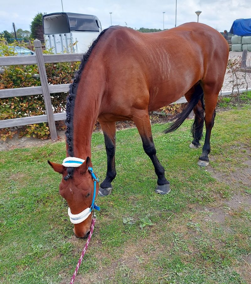 Een paard graast in de wei